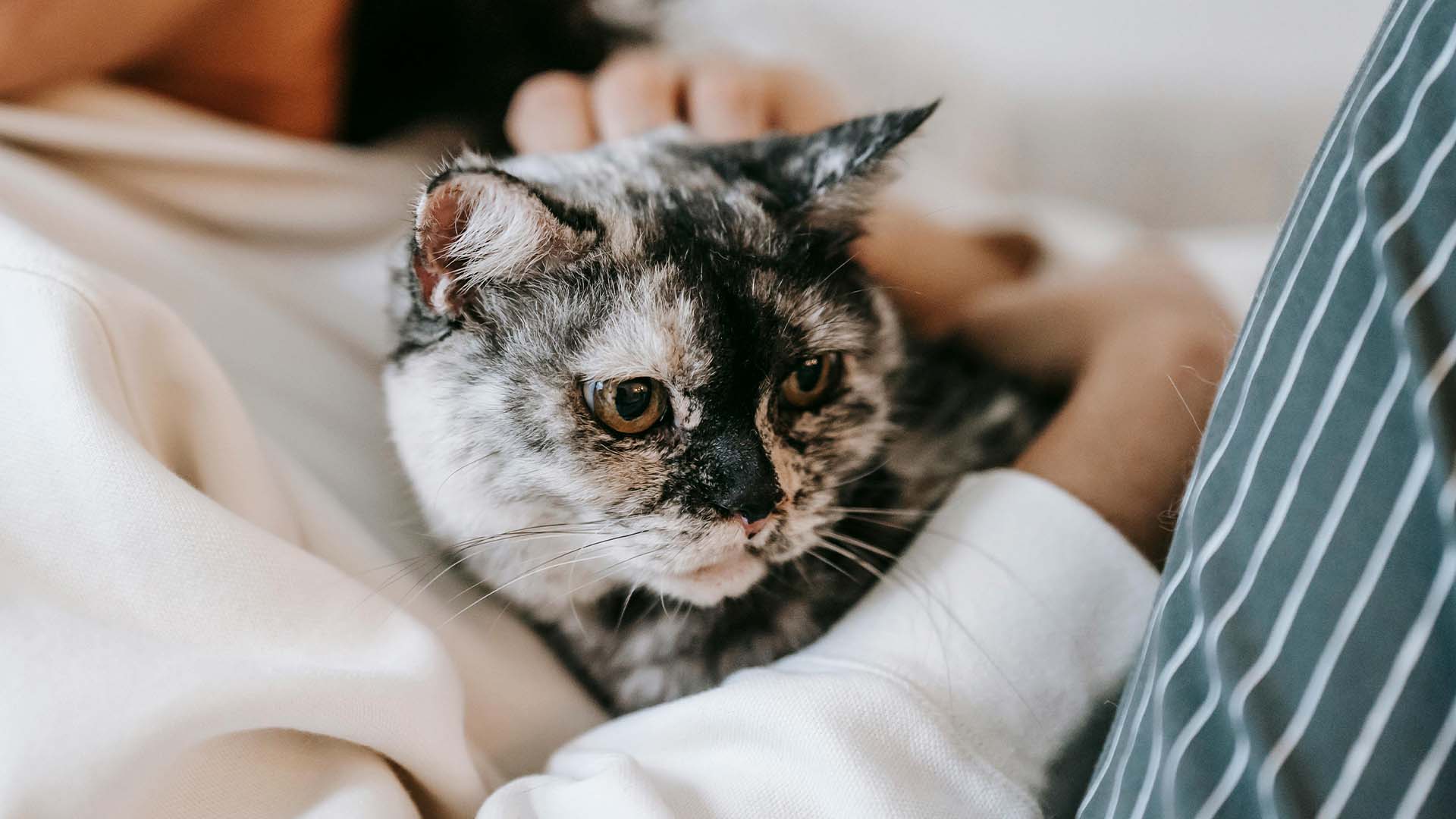 Seguro Pet
